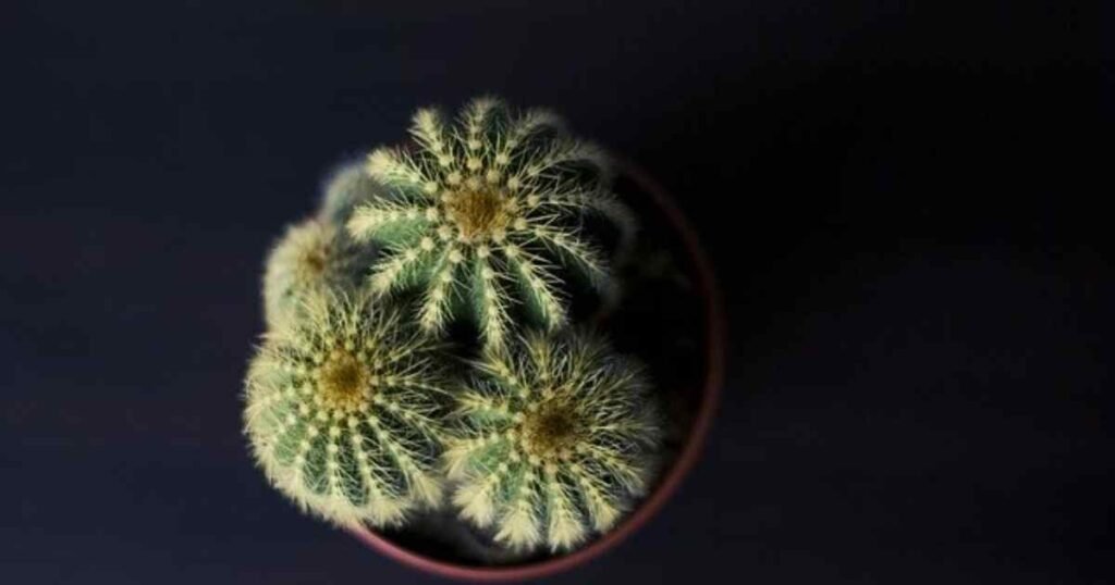 the cactus