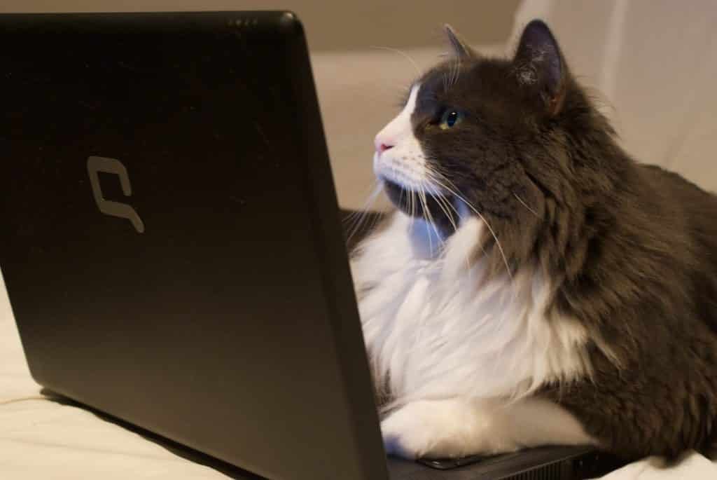 cat on computer to publish