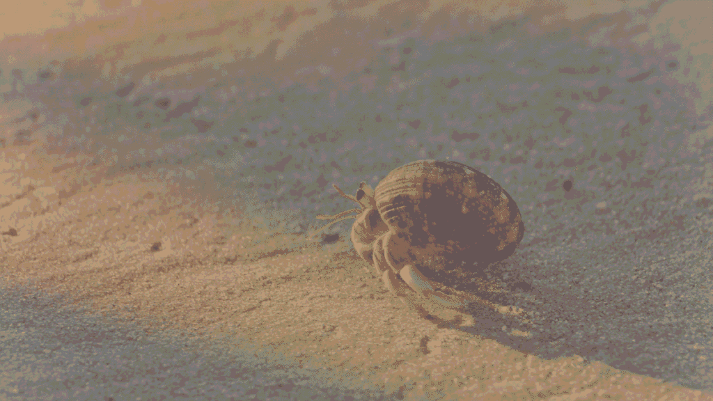 a crab scuttling along a beach